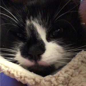 Meet your Posher, Violet